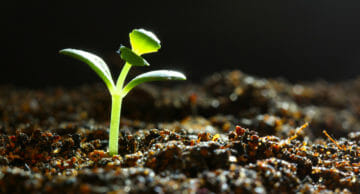 Seedling,Growth